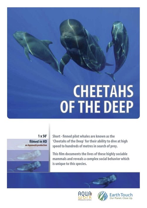 Дельфины — гепарды морских глубин